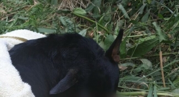 Indiciados autores de maus-tratos a cachorro jogado em córrego